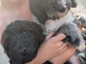 Cockapoo