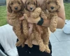 Cockapoo