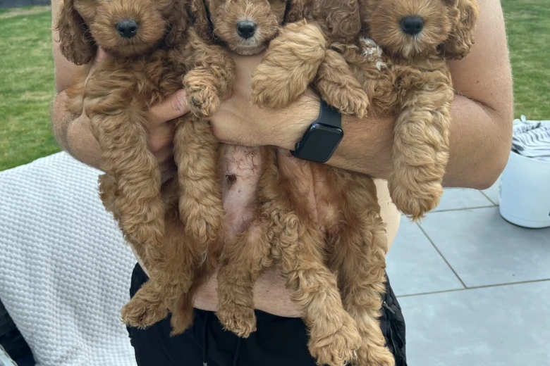 Cockapoo