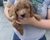Cockapoo