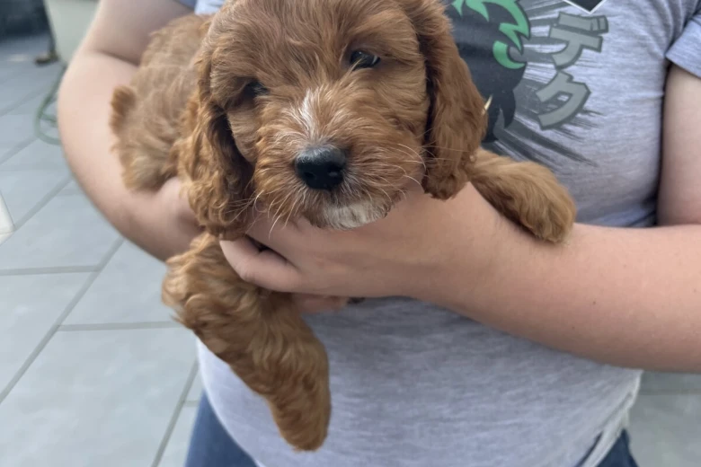 Cockapoo