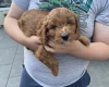 Cockapoo