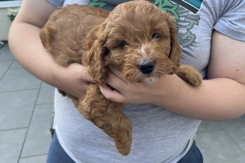 Cockapoo