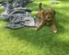 Cockapoo