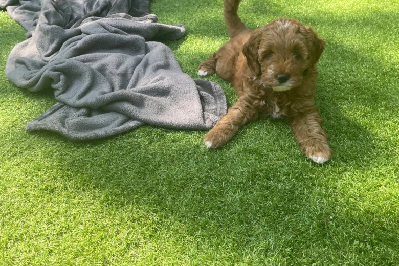Cockapoo