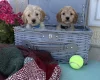 Cockapoo