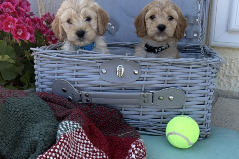 Cockapoo
