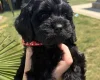 Cockapoo