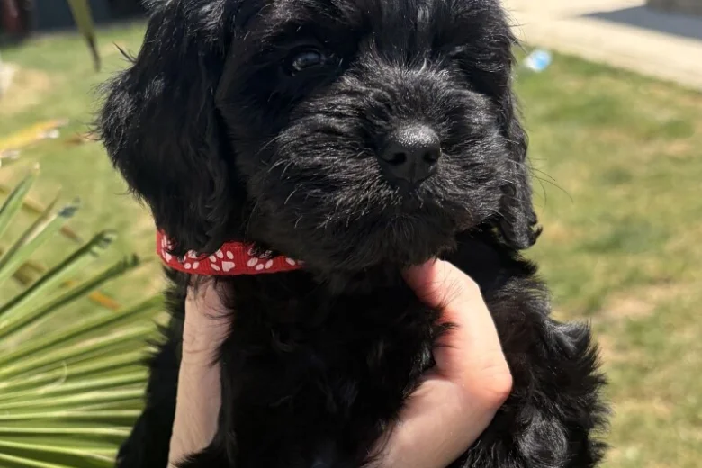 Cockapoo