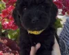 Cockapoo