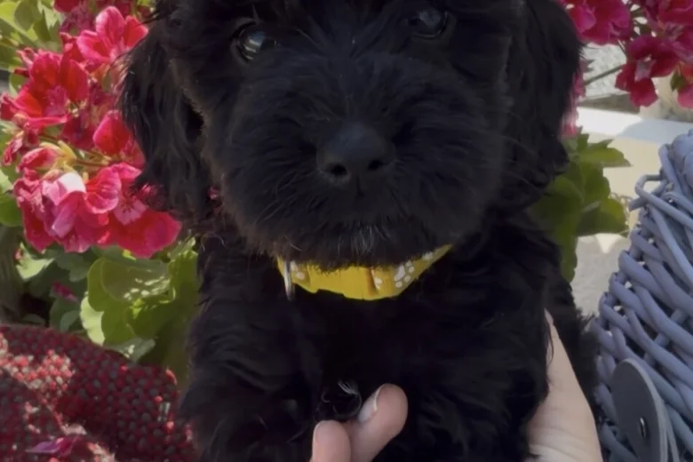 Cockapoo
