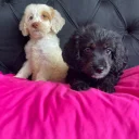 Cockapoo