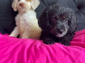 Cockapoo