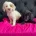 Cockapoo