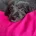 Cockapoo