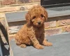 Cockapoo