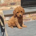 Cockapoo