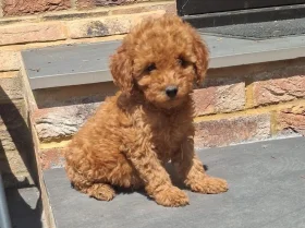 Cockapoo