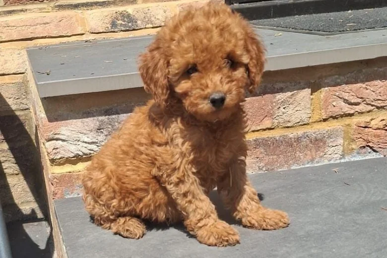 Cockapoo