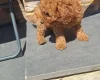 Cockapoo