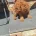 Cockapoo