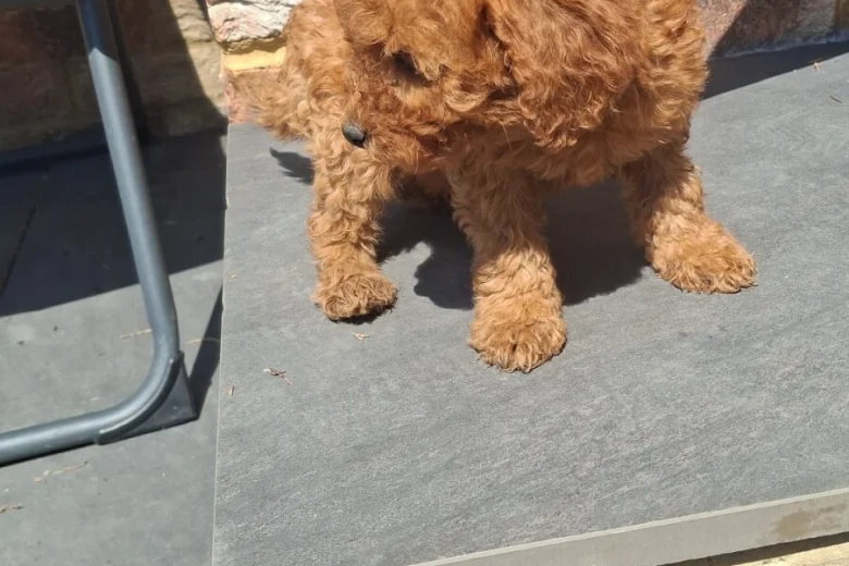 Cockapoo