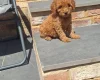 Cockapoo