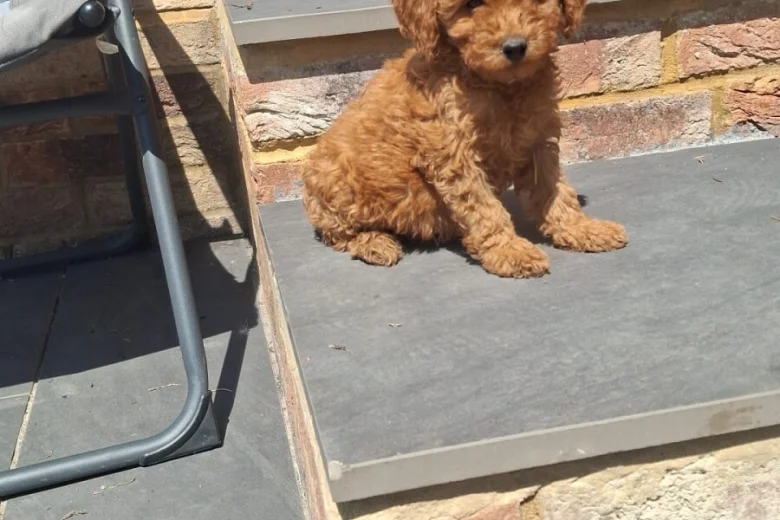 Cockapoo