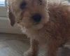 Cockapoo