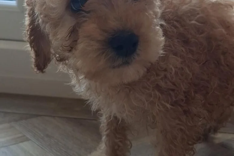 Cockapoo