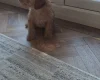 Cockapoo