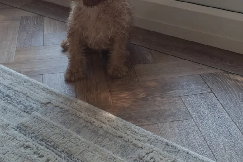 Cockapoo