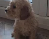 Cockapoo