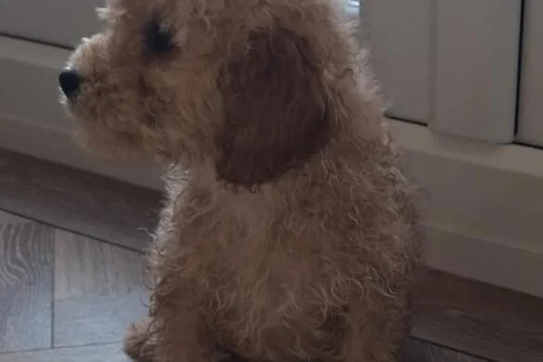 Cockapoo