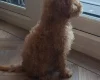 Cockapoo