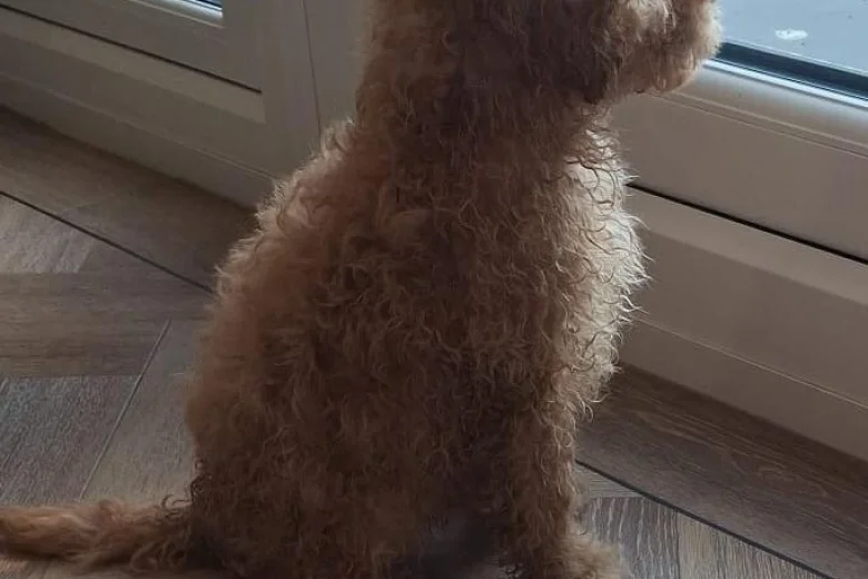 Cockapoo