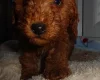 Cockapoo