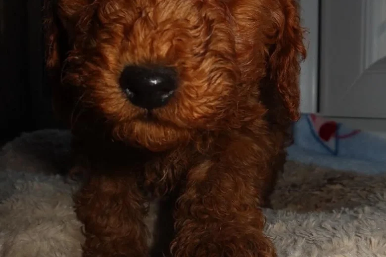 Cockapoo