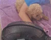 Cockapoo