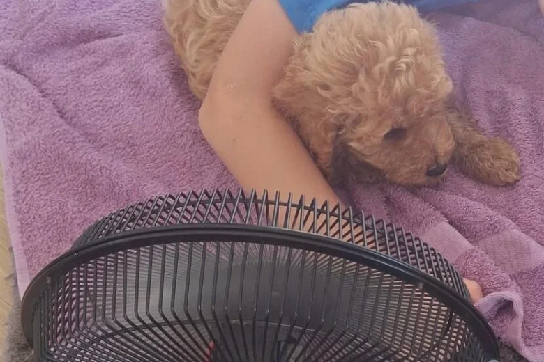 Cockapoo