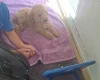 Cockapoo