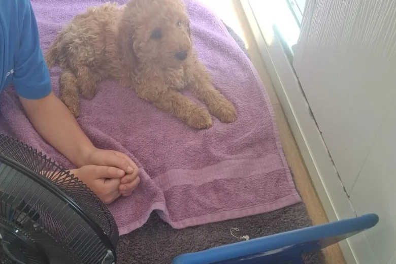 Cockapoo