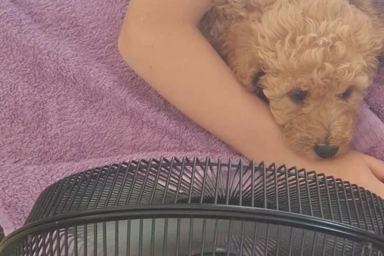 Cockapoo