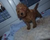 Cockapoo