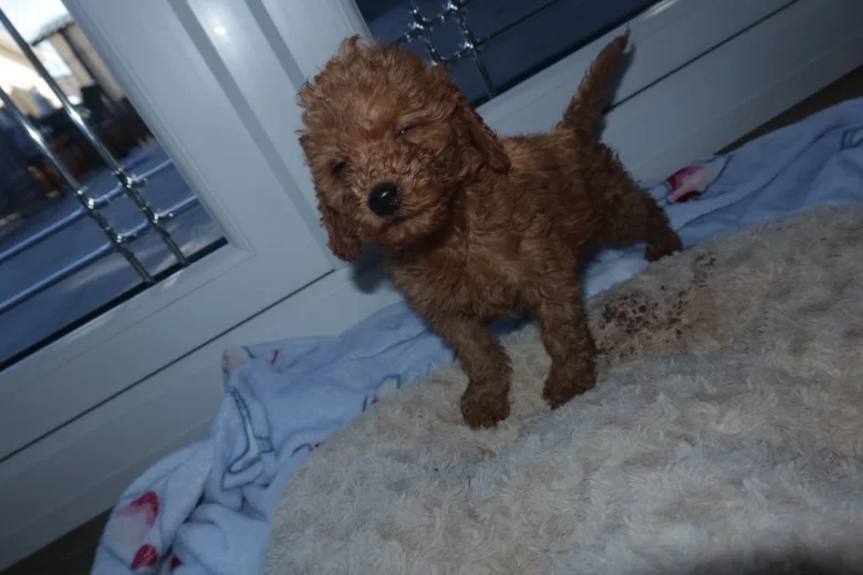 Cockapoo