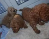 Cockapoo