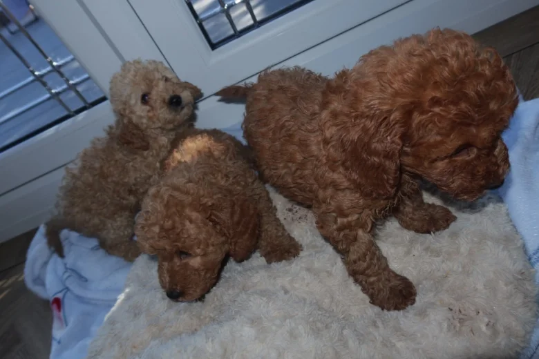 Cockapoo