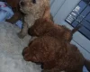 Cockapoo