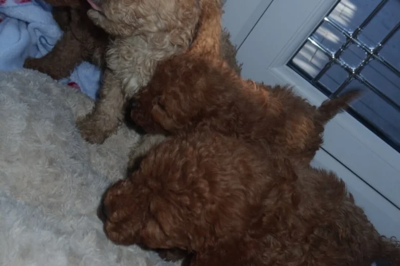 Cockapoo