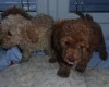 Cockapoo